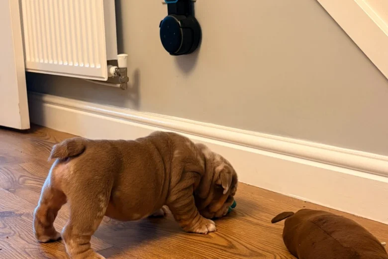 English Bulldog