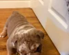 English Bulldog