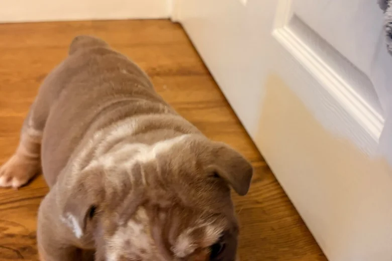English Bulldog