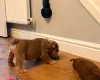 English Bulldog