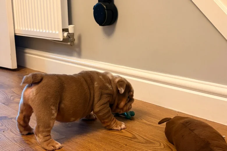 English Bulldog