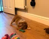 English Bulldog