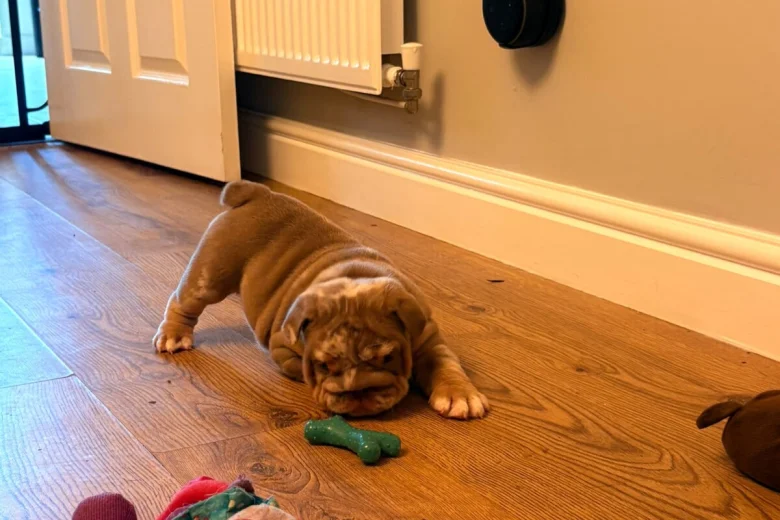 English Bulldog