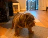 English Bulldog