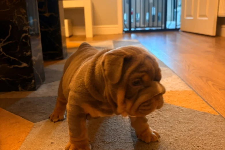 English Bulldog
