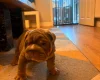 English Bulldog