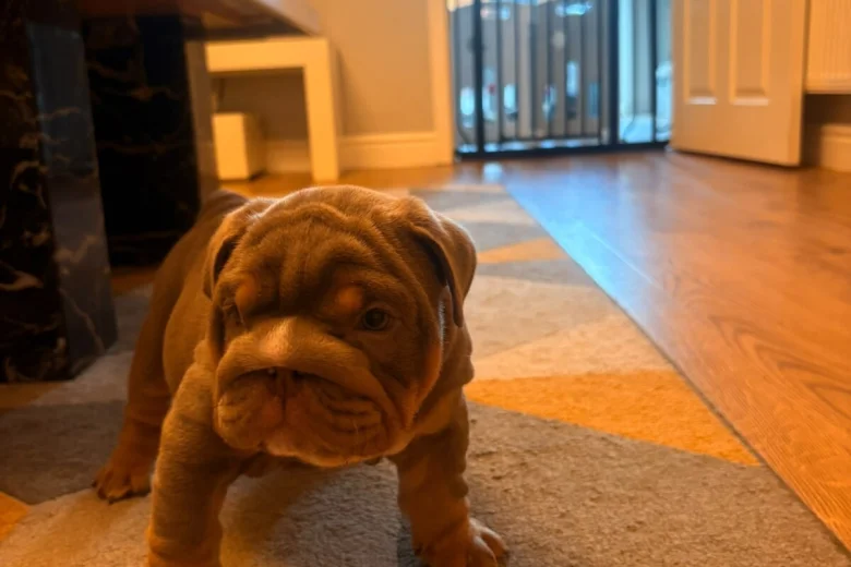English Bulldog