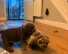 English Bulldog