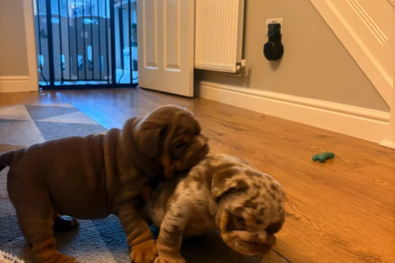 English Bulldog