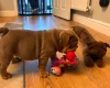 English Bulldog