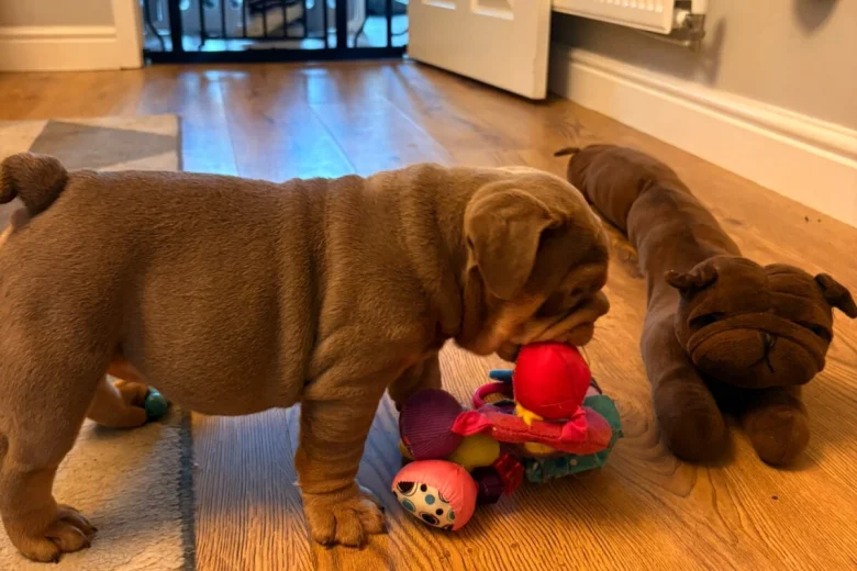 English Bulldog