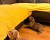 English Bulldog