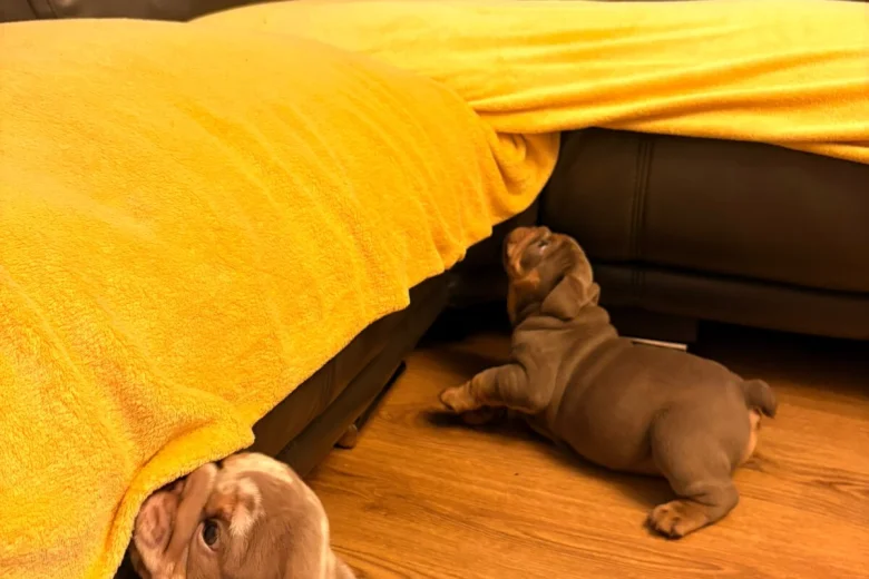 English Bulldog
