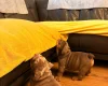 English Bulldog