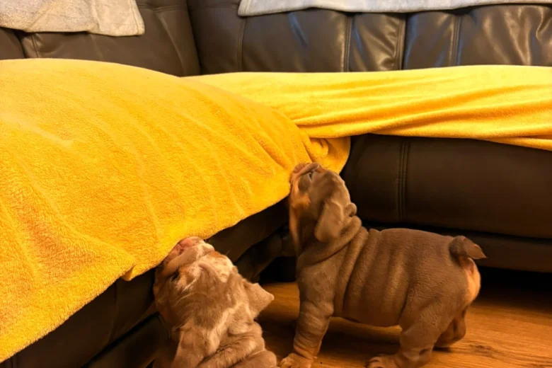 English Bulldog