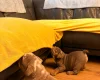 English Bulldog