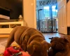 English Bulldog