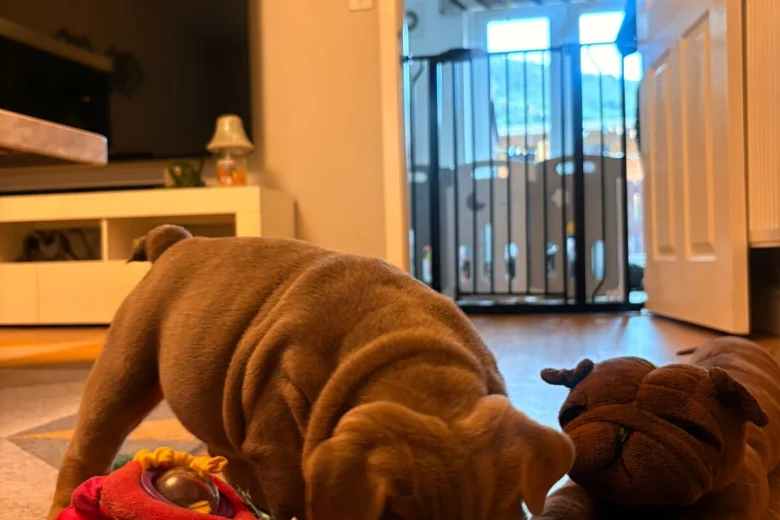 English Bulldog