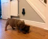 English Bulldog