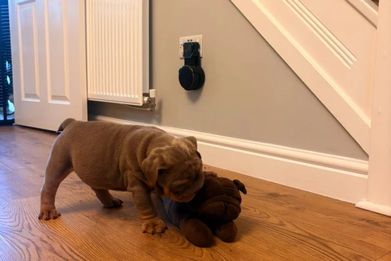 English Bulldog