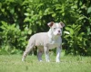 English Bulldog