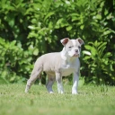 English Bulldog
