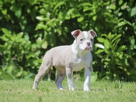 English Bulldog