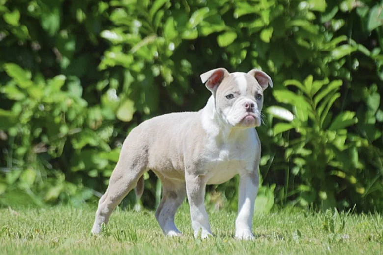 English Bulldog