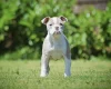 English Bulldog