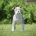 English Bulldog