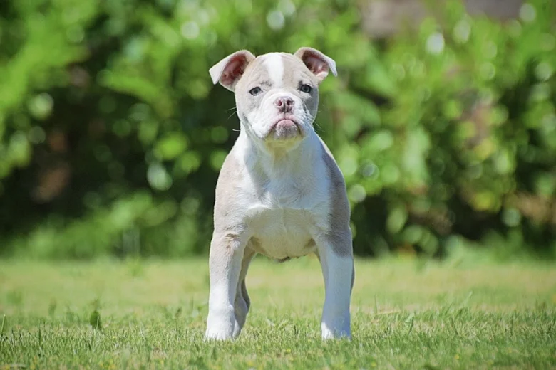 English Bulldog