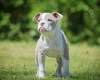 English Bulldog