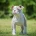 English Bulldog