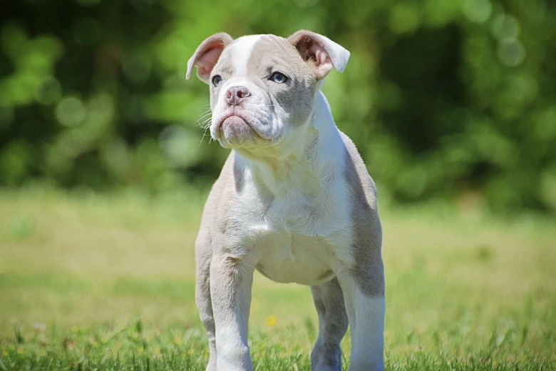 English Bulldog