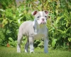 English Bulldog