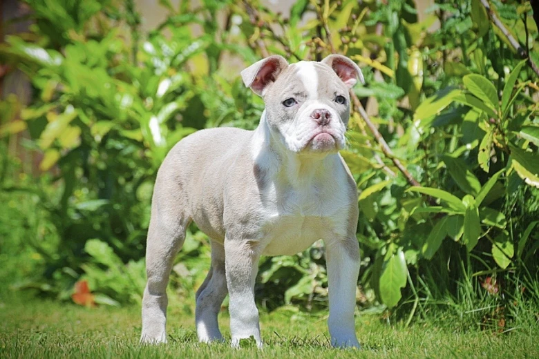 English Bulldog