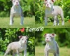 English Bulldog