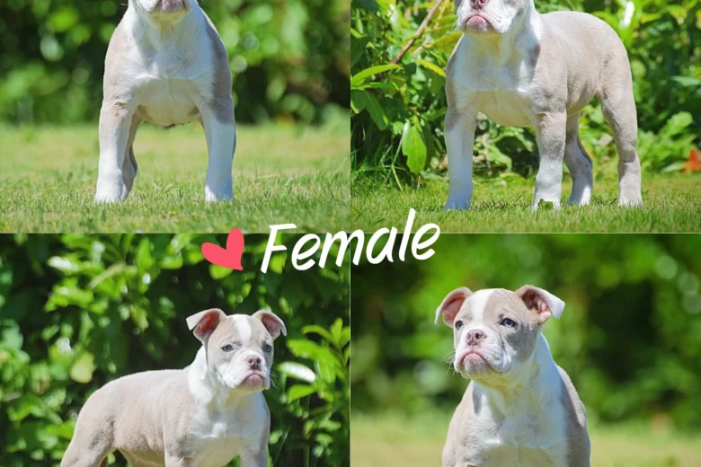 English Bulldog