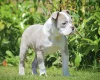 English Bulldog
