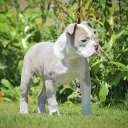 English Bulldog