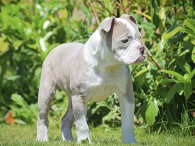 English Bulldog