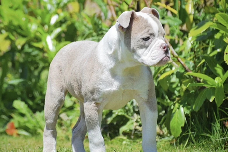 English Bulldog