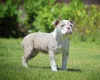 English Bulldog