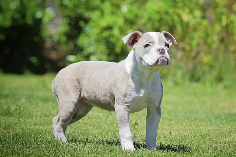 English Bulldog