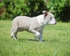 English Bulldog