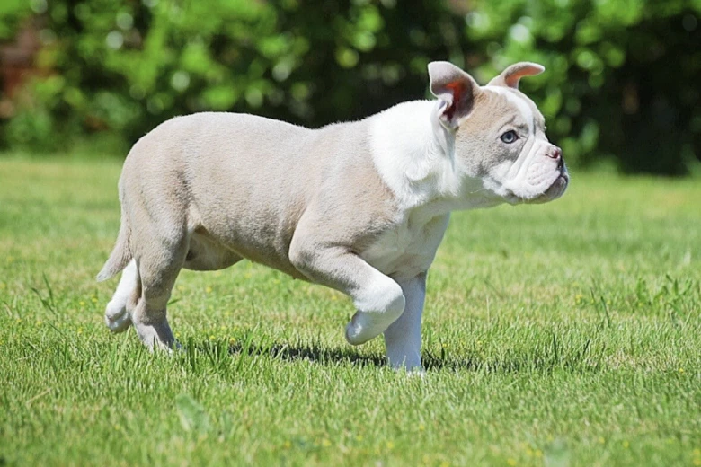 English Bulldog