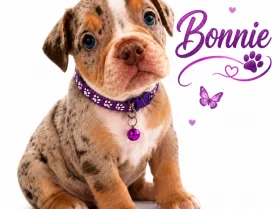 English Bulldog