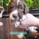English Springer Spaniel
