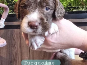 English Springer Spaniel