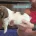 English Springer Spaniel